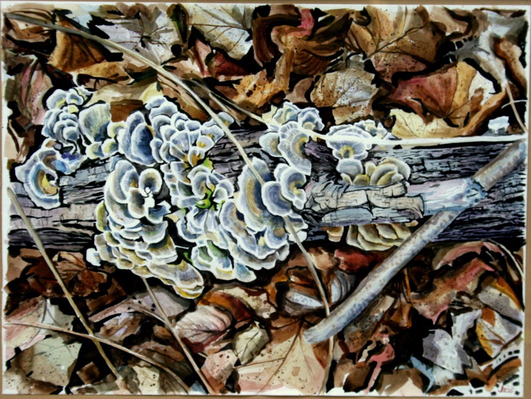 Fungi on Log, watercolor, 18 x 24 in, Jessica Siemens 2012