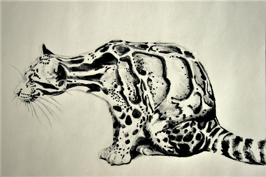 Clouded Leopard, pencil on paper Jessica Siemens 2011