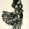 Crow and Bell Flowers Tattoo pencil on paper Jessica Siemens 2010