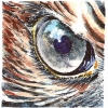 bird-eye-watercolor jessica siemens.jpg