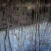 Beaver Lake, oil on canvas, 36x48 in, Jessica Siemens 2014