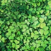 Clovers, oil on canvas, 16 x 16 in, Jessica Siemens 2013