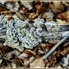 Fungi on Log, watercolor, 18 x 24 in, Jessica Siemens 2012