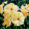 Yellow Roses, oil on canvas, 12 x 24 in, Jessica Siemens 2013