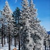 Big Bear Mountain, oil on canvas, 24x36 in Jessica Siemens 2013