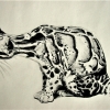 Clouded Leopard, pencil on paper Jessica Siemens 2011